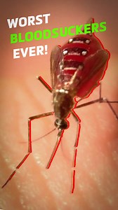 Crazy Creatures on Reels