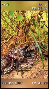 22K views · 237 reactions | The python thought it was about to have lunch, but in fact, it became the meal itself. #wildanimals #animals #foryou | Vildanimal59 | Facebook