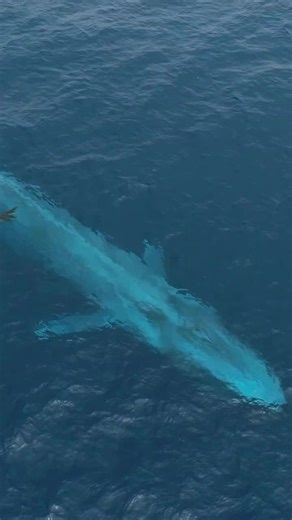 Blue Whale Swimming Gracefully in the Ocean