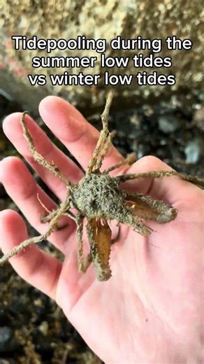 Summer tide pooling vs winter tide pooling