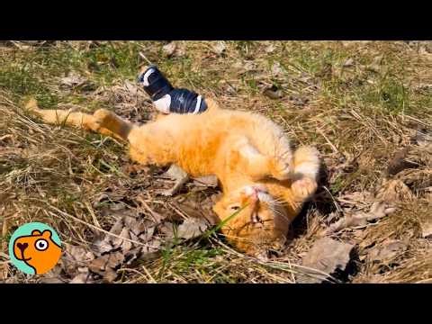 20-Year-Old Cat Ages Backwards And Runs Like A Kitten | Cuddle Buddies