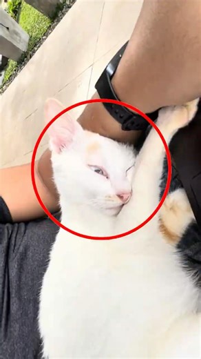 My cat won't leave my lap while I work 😻 #catlovers #catshorts