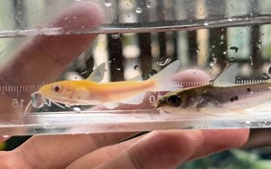 【新鱼开箱203期】意外收获的变异个体：斑点叉尾鮰