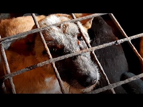Investigation into the Indonesia dog meat trade in Sulawesi