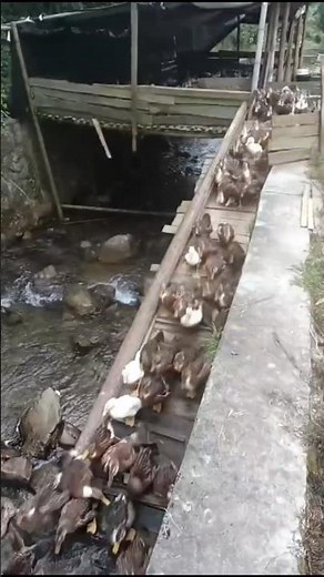 The Daily Duck Parade: Bridge to River on a Unique Chinese Farm 👀