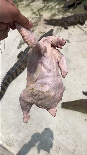 Chicken Dinner for Crocodiles 👀