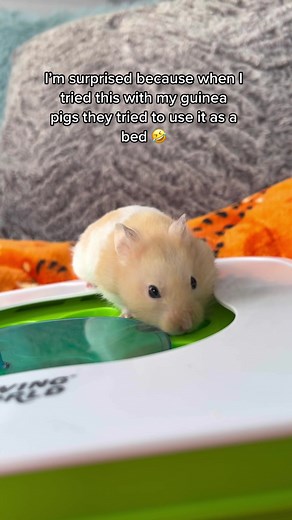 Testing a Smart Hamster with a Puzzle Toy
