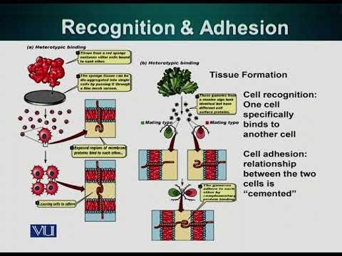 Recognition and Adhesion | Cell Biology | BIO5105_Topic037