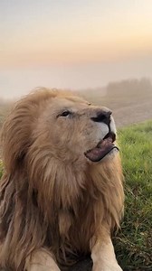 3.5K views · 190 reactions | Such an impressive & magnificent lion, King Alex’s pupils are super dilated at dusk whilst he  a professional photographer trying to capture the Kings essence.. 懶 #nonprofitlionsanctuary | Swag Lions | Facebook