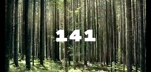 Exploring the Forest: Nature's Beauty Unveiled