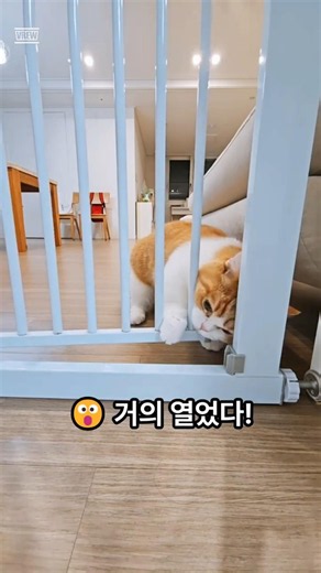 😲 안전문을 거의 열 뻔한 도도