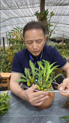 Best amazing Techniques! how to propagation dendrobium plants on the clay pot 🌳🌵🌱🌱
