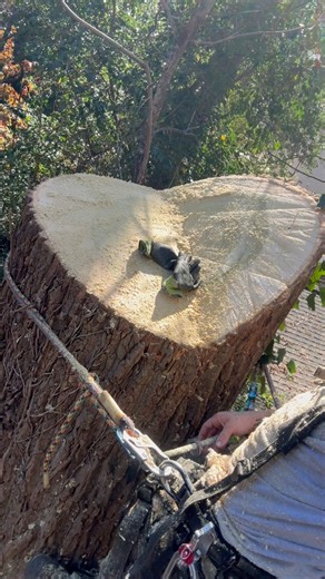 Crane day out here in Charlotte, North Carolina just came in as a secondary hand today | Ryan Stiles