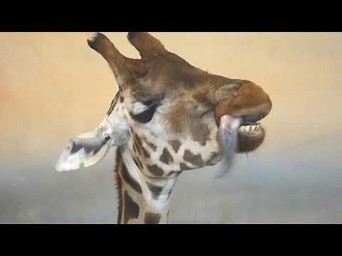 Giraffe makes funny faces while using tongue as toothpick