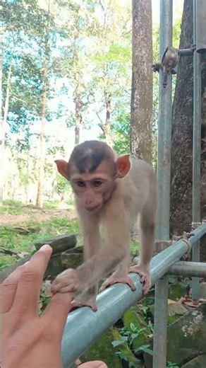 This Monkey’s Unique Behavior Is Shocking Everyone! 🐒🌍