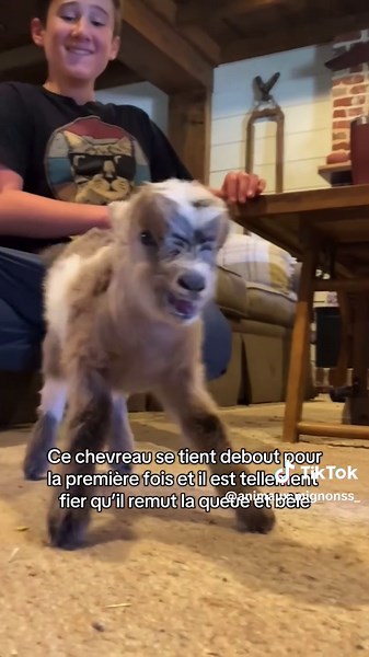 Les Moments Touchants des Animaux Mignons