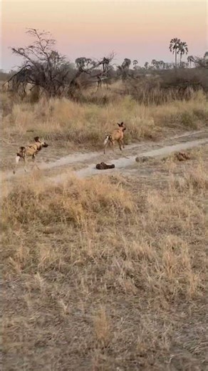 Okavango Delta Wild Dogs - Botswana