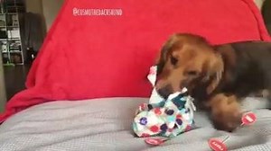 This dog opening a birthday present is the best thing ever! 🎉❤ | Hair Feed