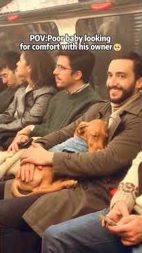 true love between dog and human ❤🥰 #pet #cat #dog #cute #animals #foryou #typ