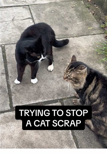 Neutering Cats to Prevent Fighting Among Tom Cats