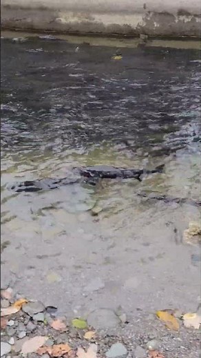 Steelhead running up Trout Run from Lake Erie at Avonia Beach #fishing #Steelhead #eriepennsylvania