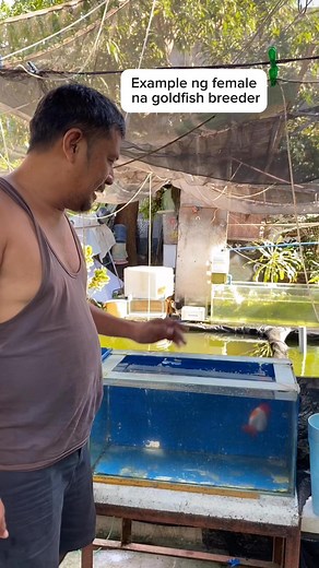 44K views · 776 reactions | Example ng female goldfish breeder #reelsvideo #goldfish #fish #hobby #pet | Migoy's Goldfish Place | Facebook