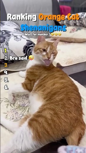 Top 5 Funniest Orange Cat Shenanigans 2026 😂🧠 (Wait for #1 Brain Cell Moment)