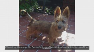 Review of Australian Terrier