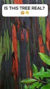 The Only Tree That Looks Like Abstract Art! 🌈🌲‪@sciencedawn‬