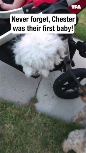 Chester's not jealous, he's just the OG baby 🤣 #dogs #pets #shorts #funny #relatable