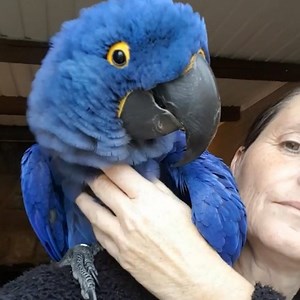 Macaws are amazing! But do you know how to take care of them? | Naturee