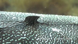 Secrets of the Cuttlefish’s Uncanny Camouflage Abilities Revealed