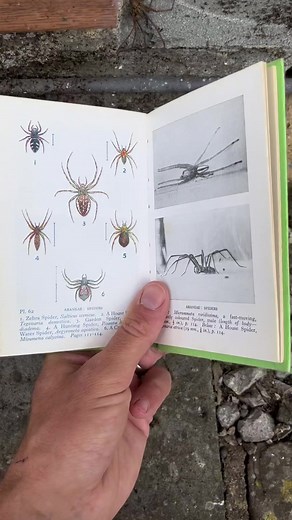 Exploring Common Insects & Spiders in Nature