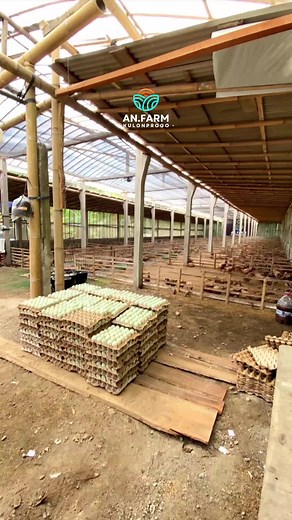 Peternakan Bebek dan Sapi: Video Edukasi Ternak