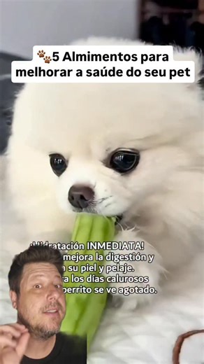 Nelson Rebelato | 🥒🍌🥭🍓🐶 5 frutas que podem complementar a alimentação do seu cão Frutas podem ser oferecidas como petisco ocasional, mas sempre com... | Instagram