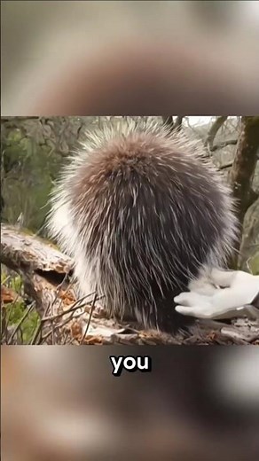 How do porcupines use their quills?