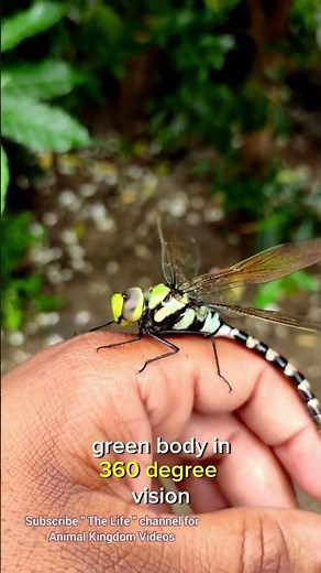 Green Darner: The Dragonfly That Migrates Like a Bird!