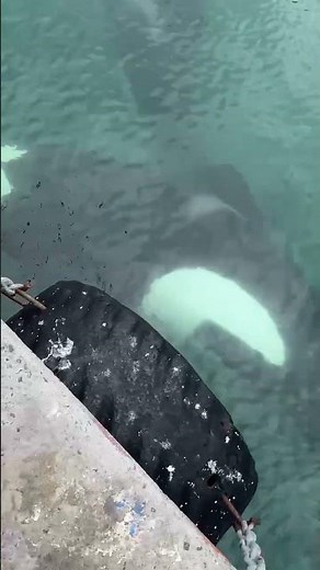 Port and Starboard Spotted at Kalk Bay Harbour — Rare Killer Whale Encounter _ Cape Town