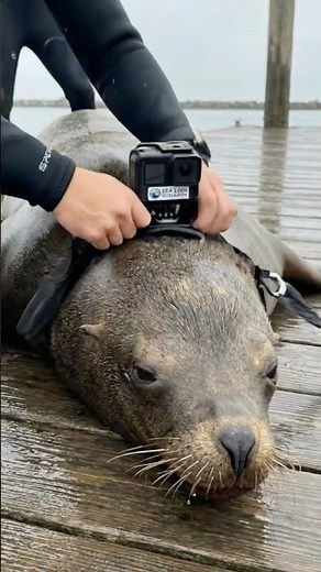 POV Journey: Inside a HAUNTED Shipwreck with a Sea Lion 👻