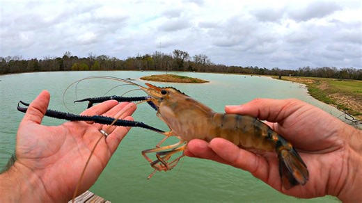 Our new pond build is finished! (Adding 5,000 prawns)