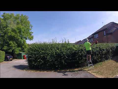 Hawthorn Hedge Trimming