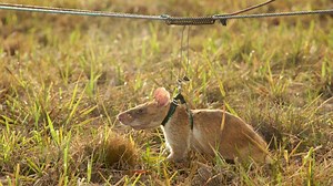 Rats: The scratch and sniff kings of bomb detection