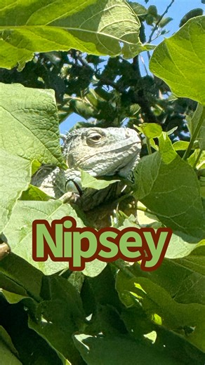 A little out of the ordinary #animalrescue this morning. After a string of cat jumpers I was happy for the change. #Nipsey the 4 year old #iguana busted out the window screen 4 nights ago and had been up in this janky catalpa tree ever since. #treeclimbing | Duane Hook