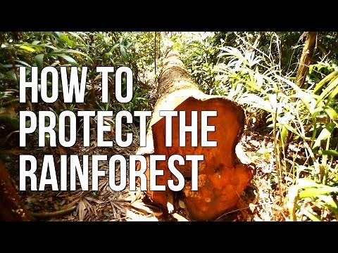 How to Protect the Rainforest