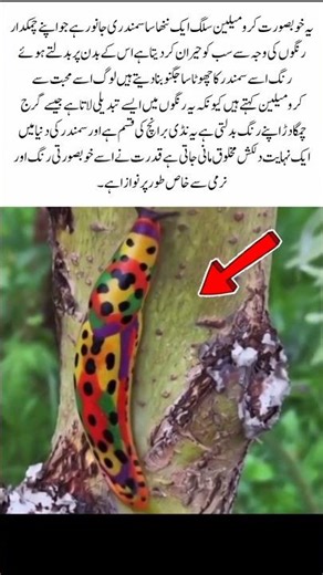 The Gentle Beauty of the Chromeleon Sea Slug