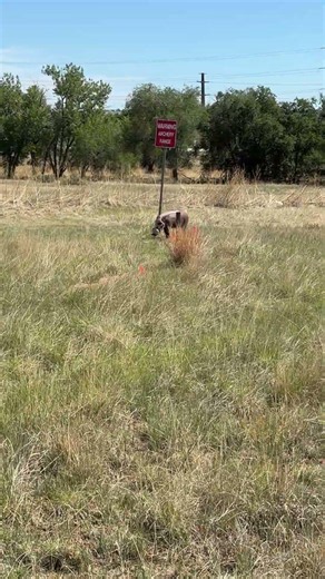 🎯 TRAINING INSTINCTS, NOT COMFORT. 🔀🐗