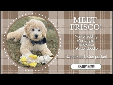 Meet Frisco! Male F1b Mini English Teddy Bear Goldendoodle In Missouri - Obedience