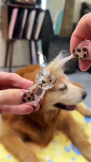 犬の毛を保管するキーホルダー、愛がいっぱいで体にぶら下がっている！❤️#ペットキーホルダー #犬の毛 #犬 #犬のいる生活 #キーホルダー