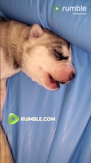 Newborn husky's first ever howling session will melt your heart