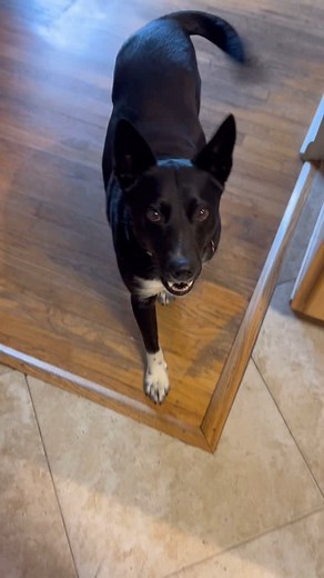 DoggoLife LLC on Reels | Facebook